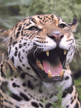 Load image into Gallery viewer, Coba Ruins Tulum, Carved Wooden Jaguar Head Art, Vintage, 1970's